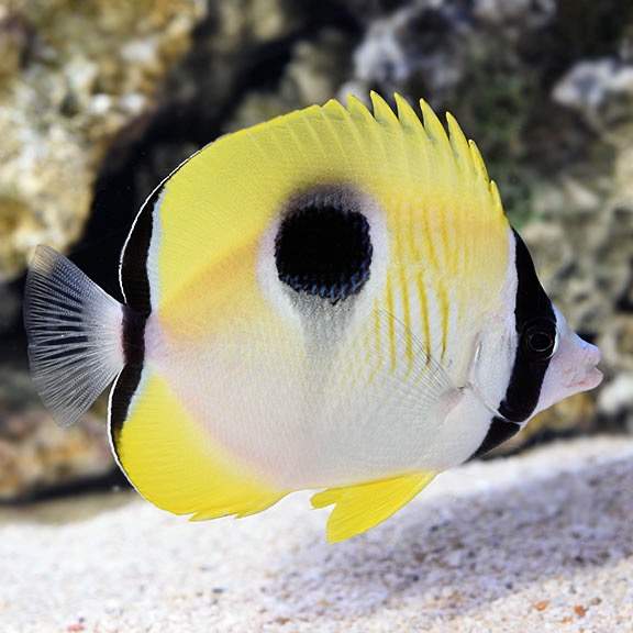 Teardrop Butterflyfish