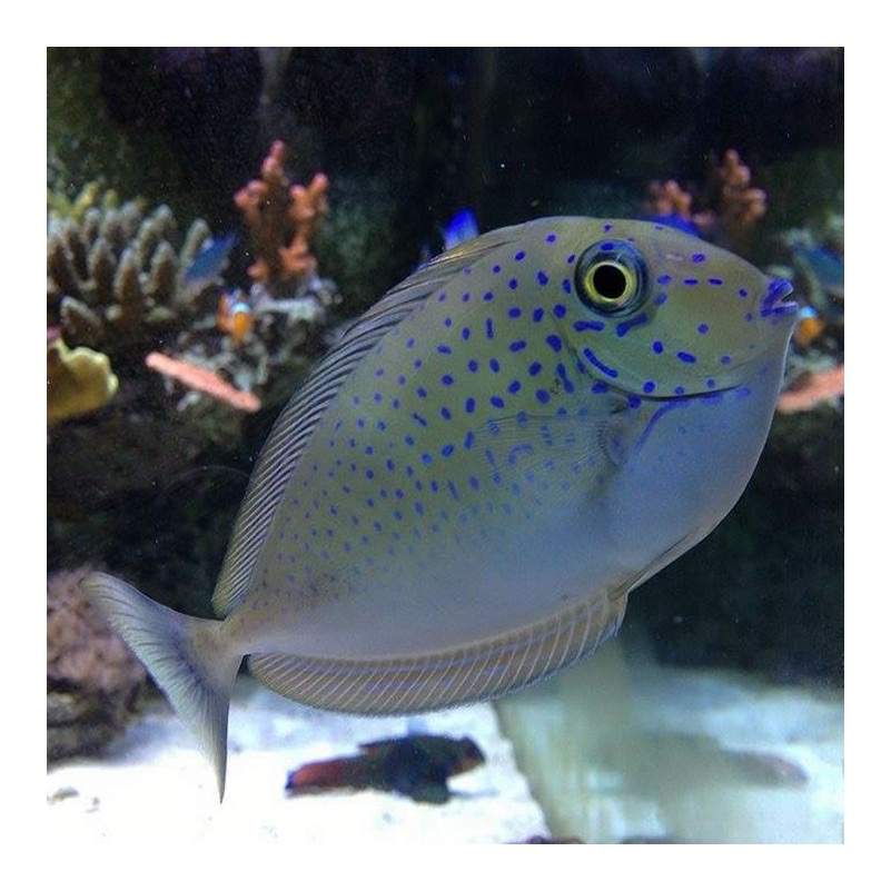 Elongate Unicornfish