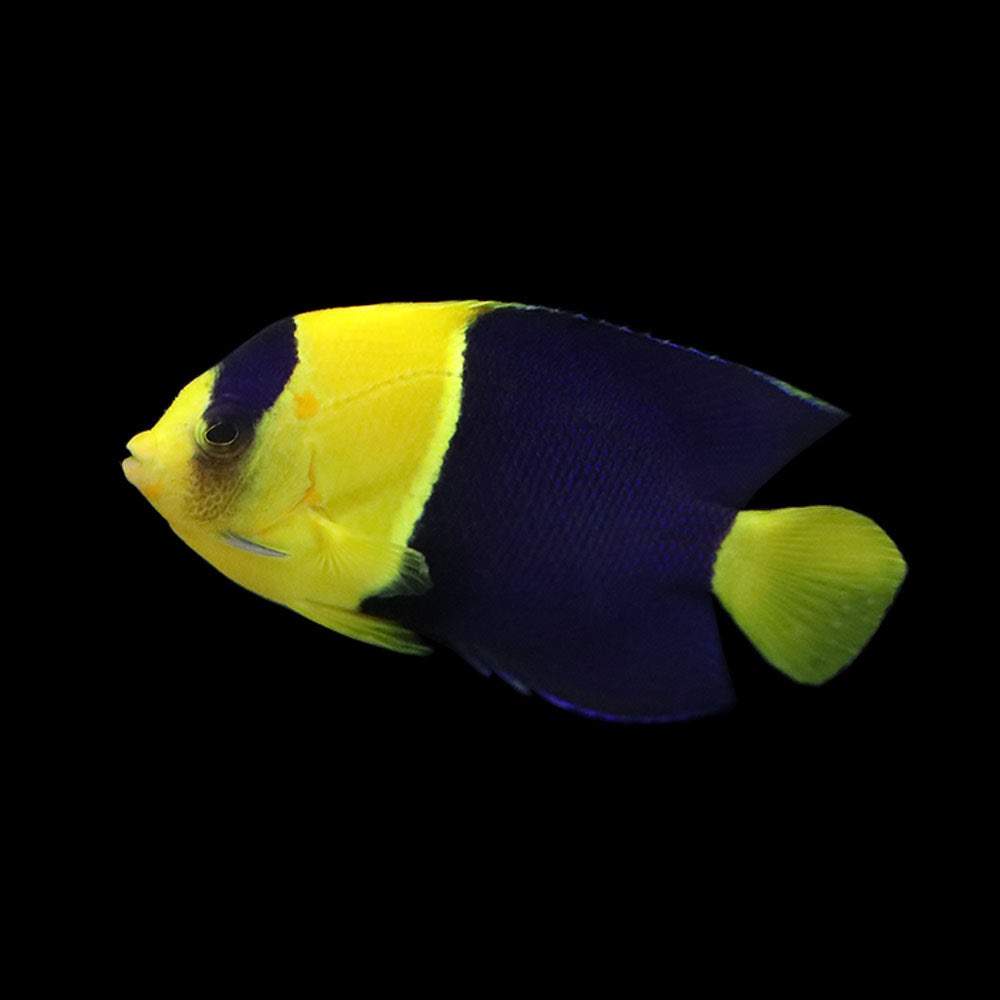 Bicolor Angelfish