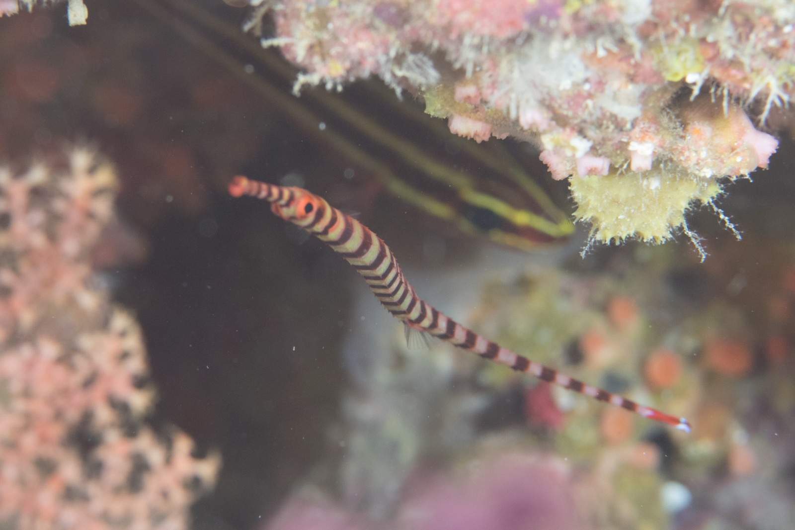 Naia Pipefish