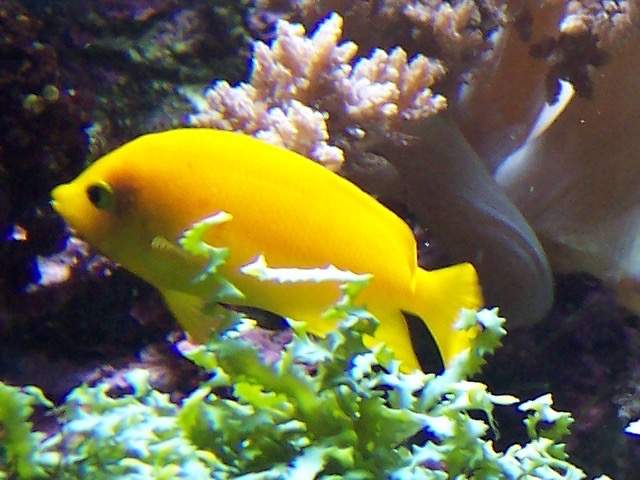 Golden-spotted Angelfish