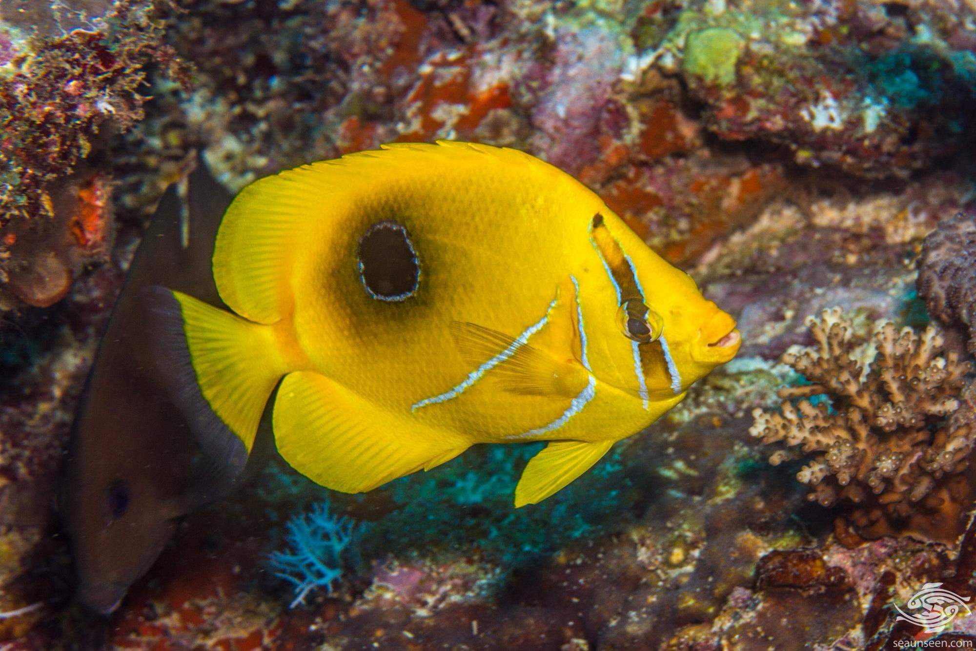 Bennett's Butterflyfish