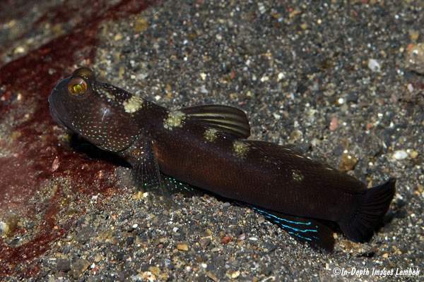 Y-Bar Watchman Goby