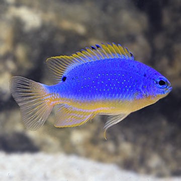 Blue Devil Damselfish