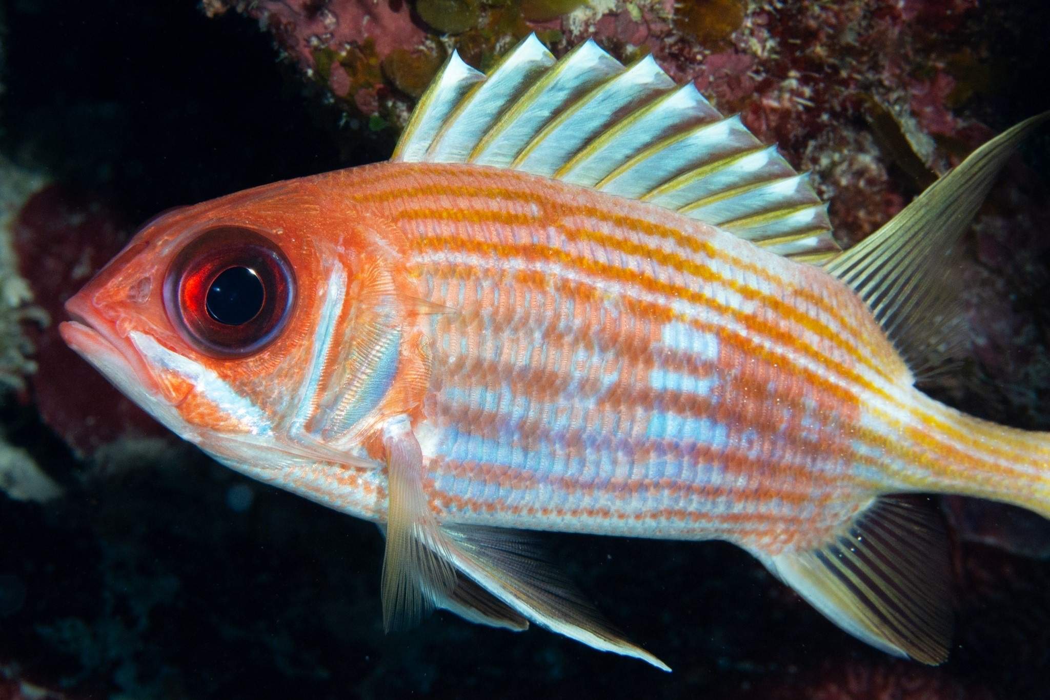 Blackspotted Squirrelfish