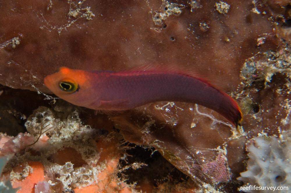 Red Sea Dottyback