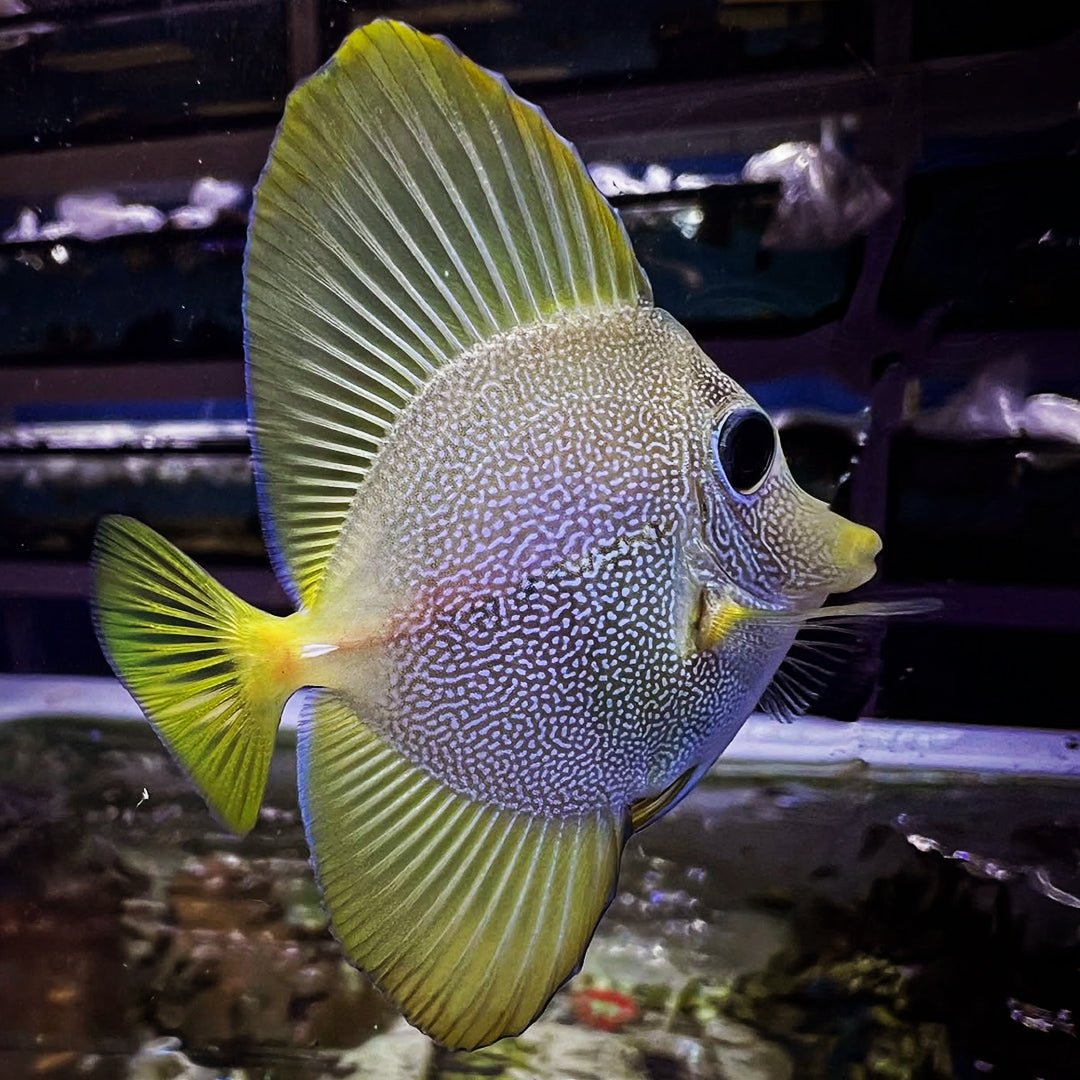 Hybrid Yellow-Purple Tang