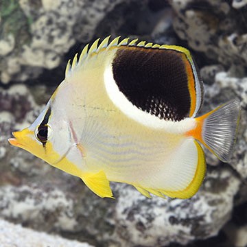 Saddled Butterflyfish