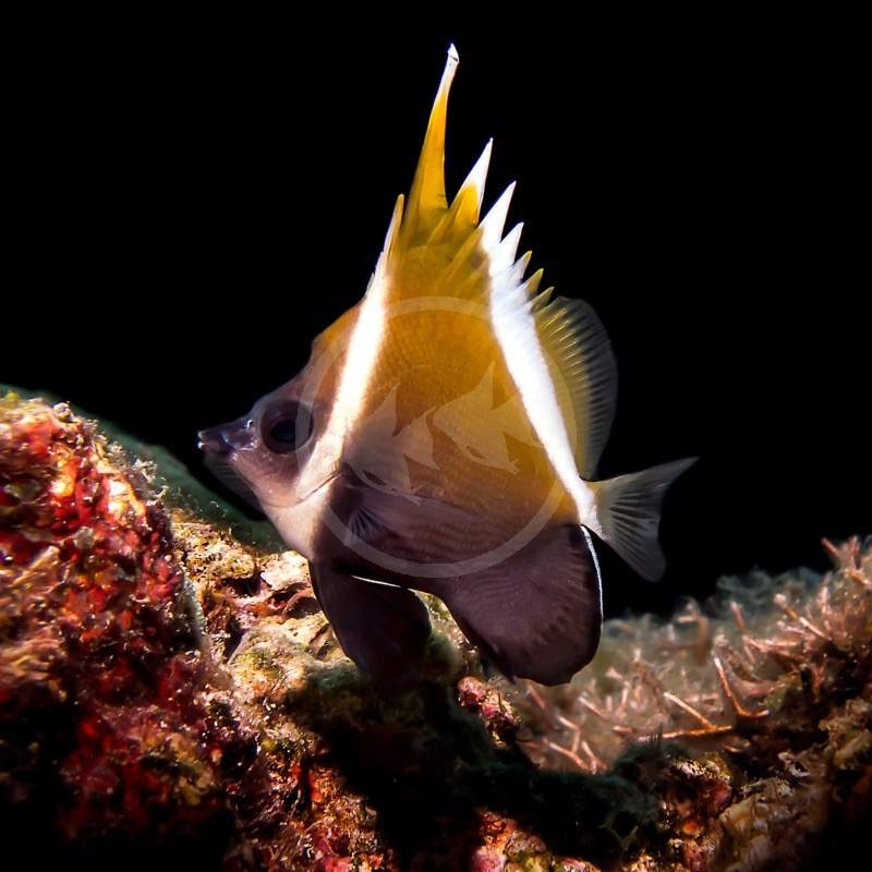 Horned Bannerfish