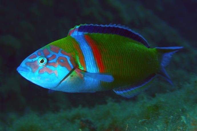 Hartzfeld's Wrasse