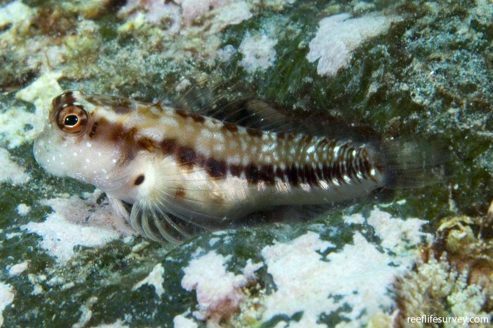 Talbot's Blenny