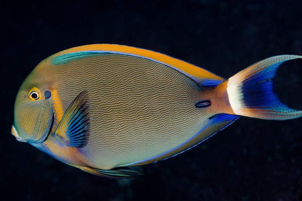 Black-Spot Surgeonfish