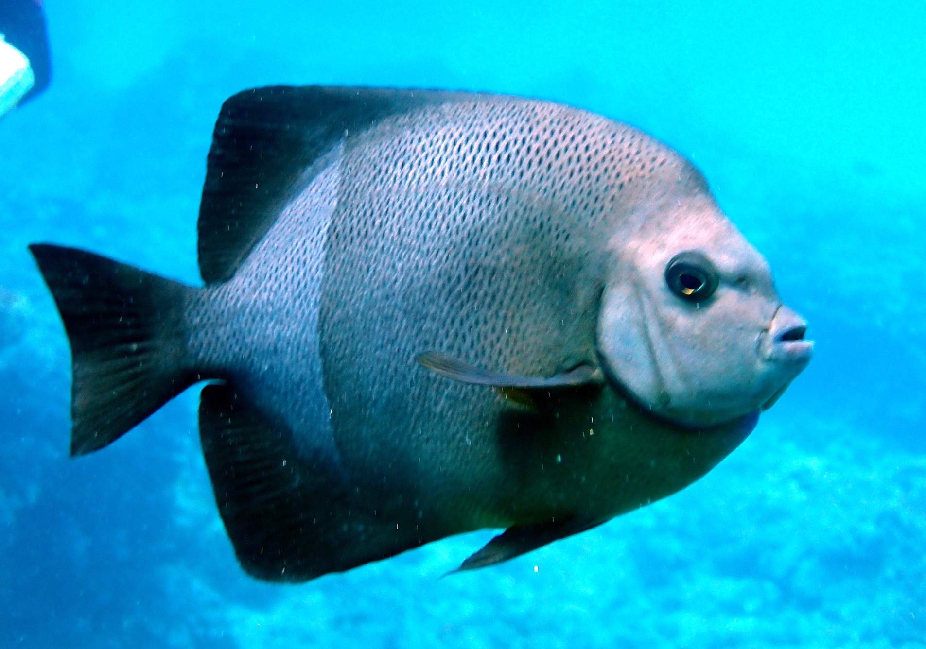 Old Woman Angelfish