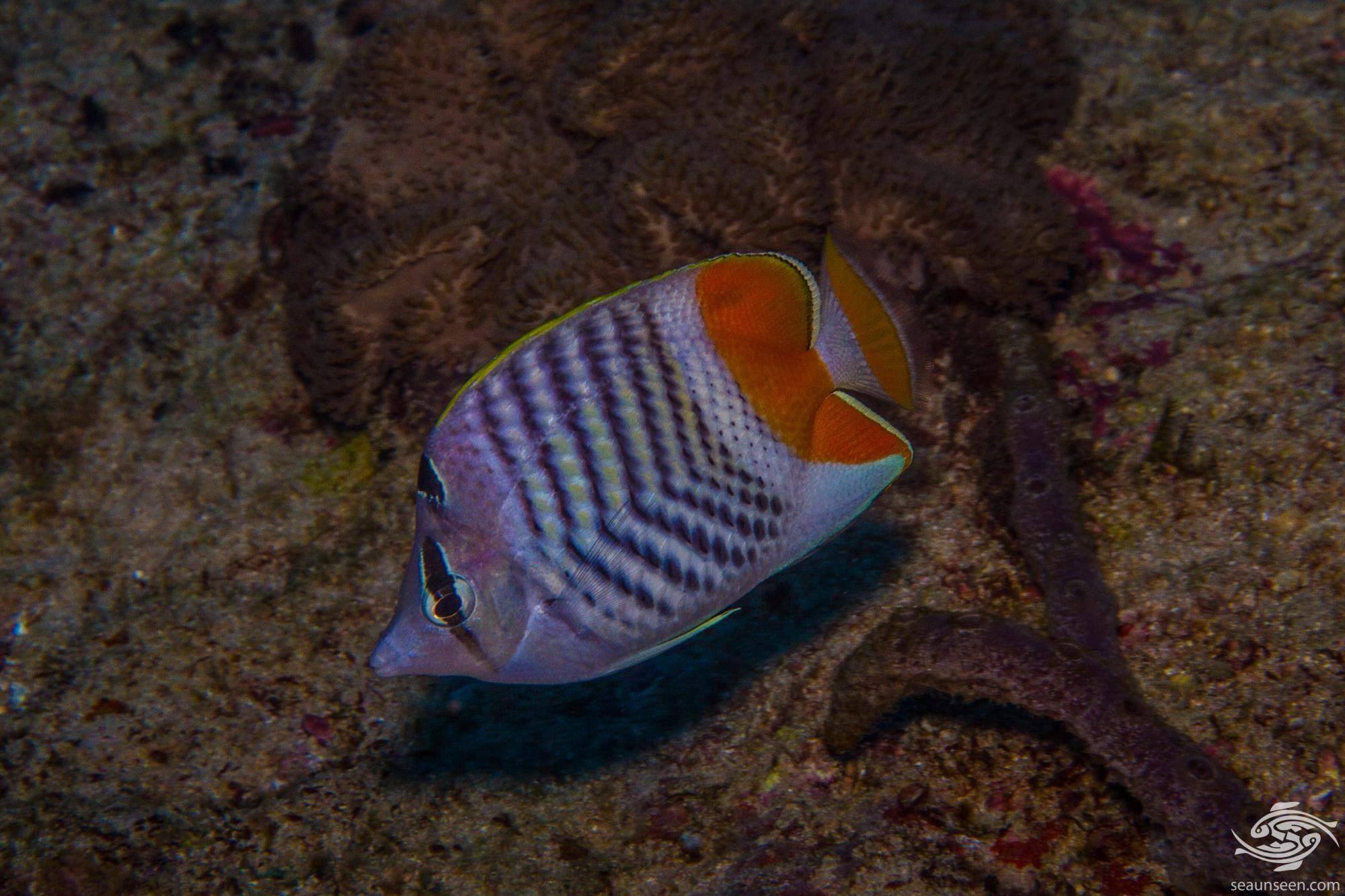 Madagascar Butterflyfish