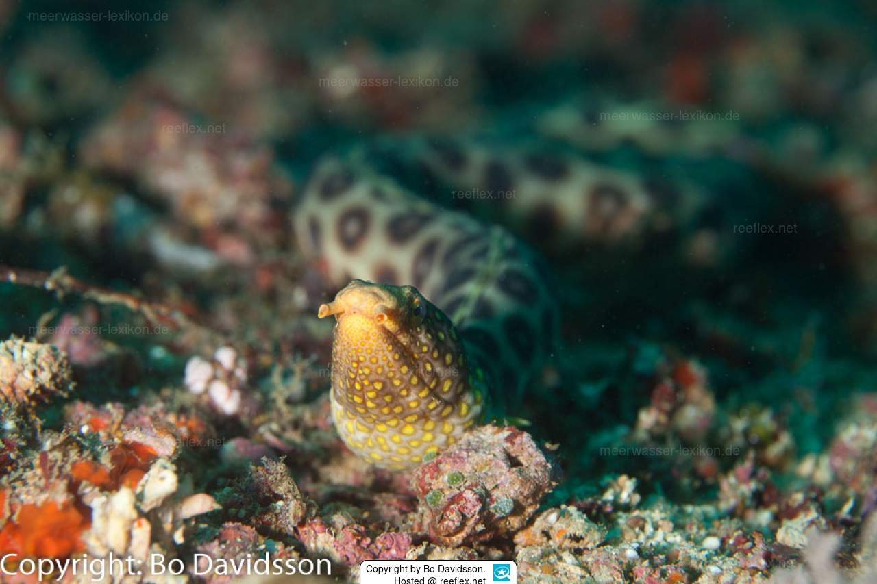 Pointed-Tail Snake Eel