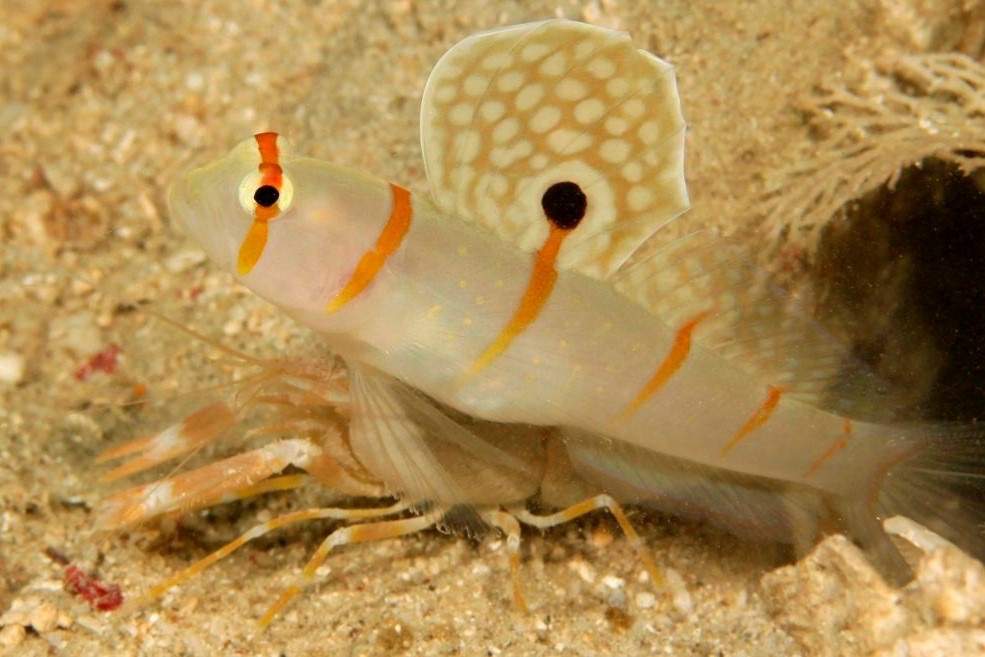 Blue-spotted Prawn Goby