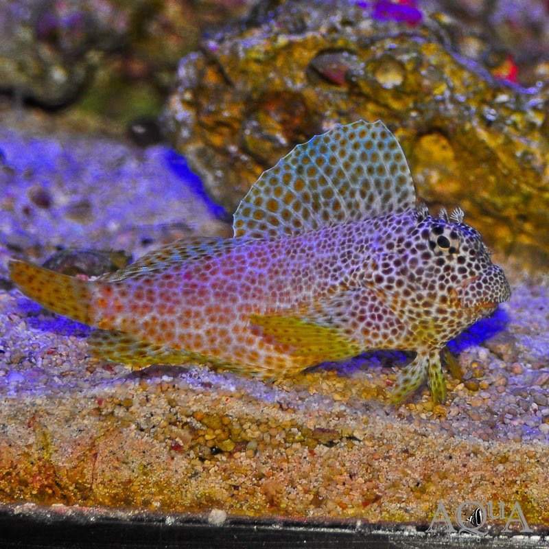 Leopard Blenny