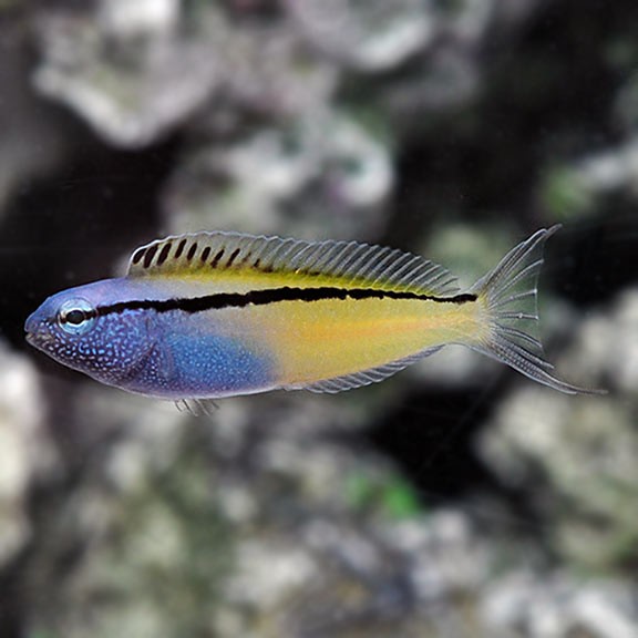 Blackline Fangblenny