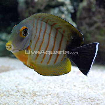 Eibl's Angelfish