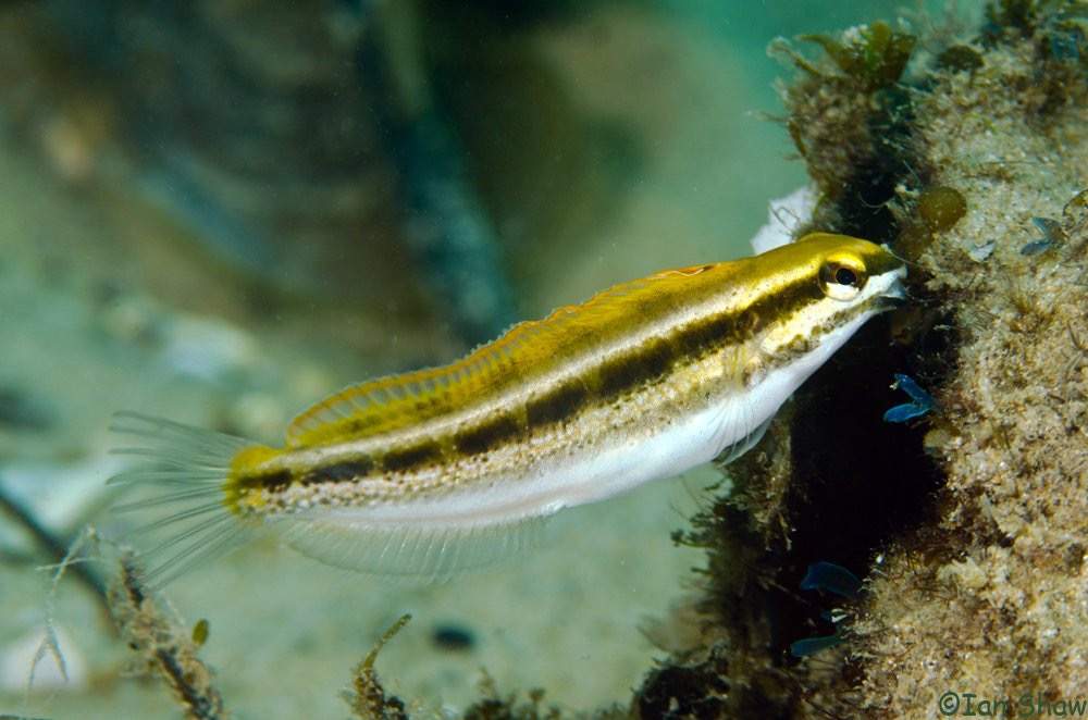 Deceiver Fangblenny