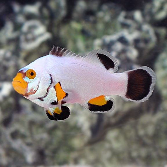 Platinum Clownfish
