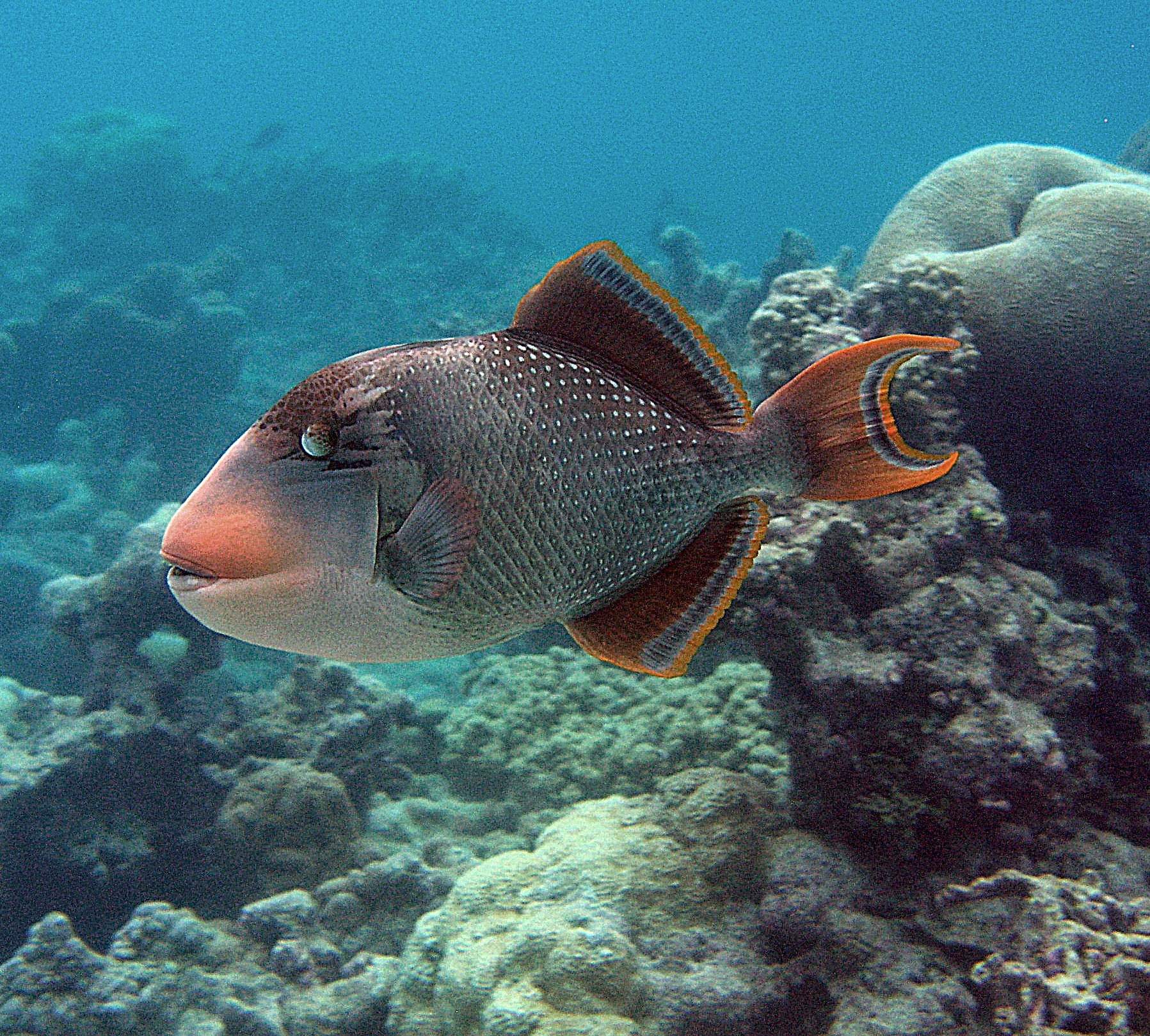 Yellowmargin Triggerfish