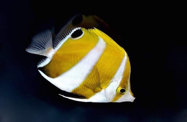 Modest Butterflyfish