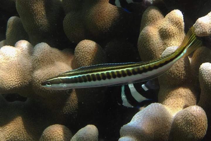 Striped Fangblenny
