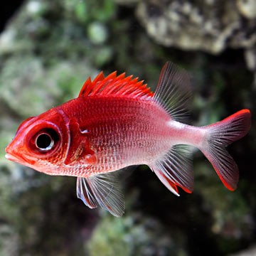 Scarlet Soldierfish