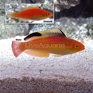 Naoko's Fairy Wrasse