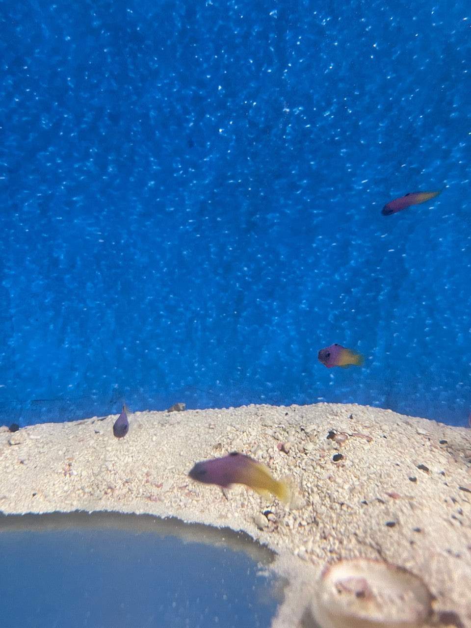 Brazilian Basslet