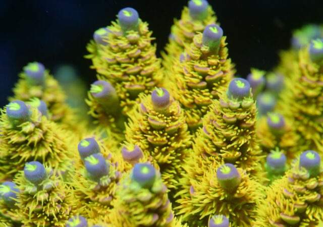 Deepwater Anthias