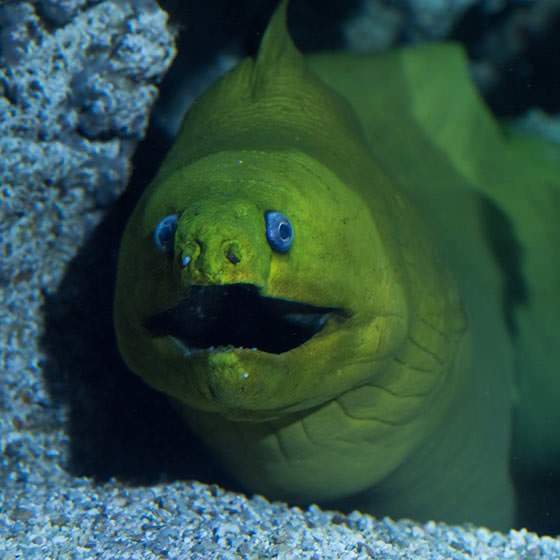 Green Moray