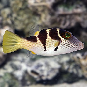 Valentini Puffer