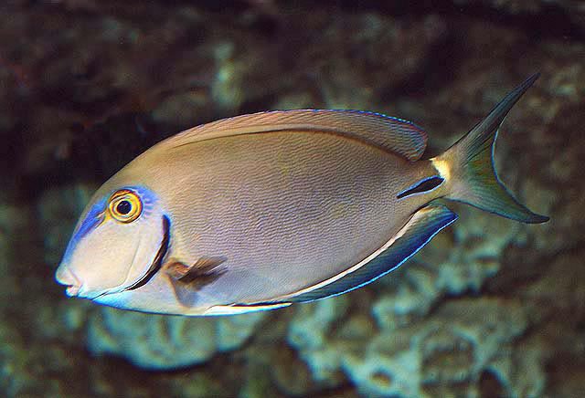 Ocean Surgeonfish 
