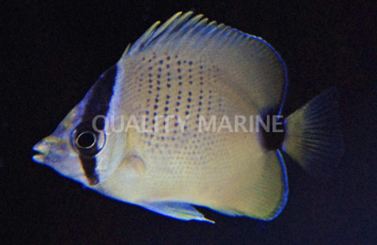 Milletseed Butterflyfish