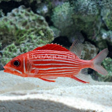 Dark-striped Squirrelfish