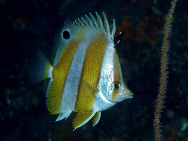 Indian Butterflyfish