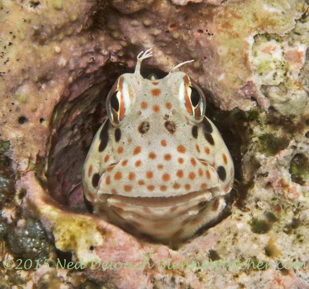 Xestus Sabretooth Blenny