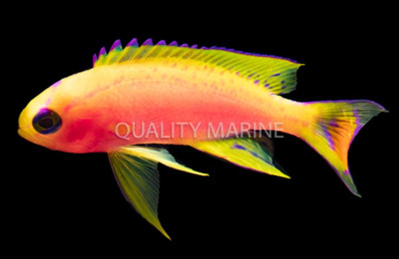 Japanese Anthias