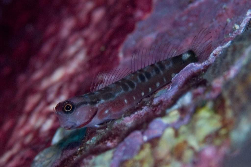 Persian Blenny