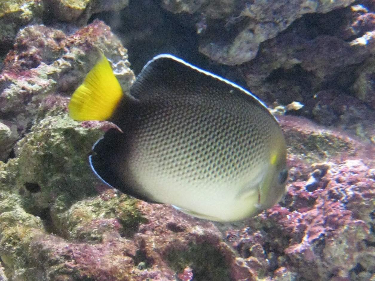 Reunion Angelfish
