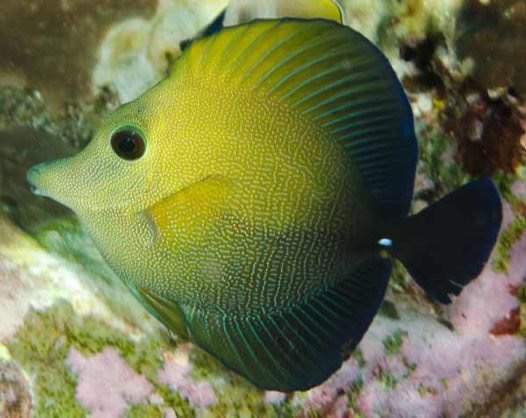 Scopas Tang