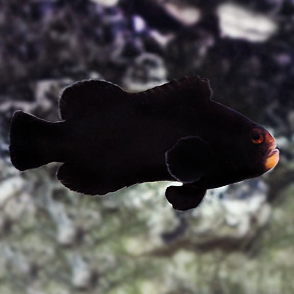 Midnight Clownfish