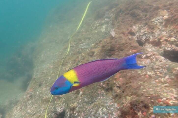 Leopard Wrasse