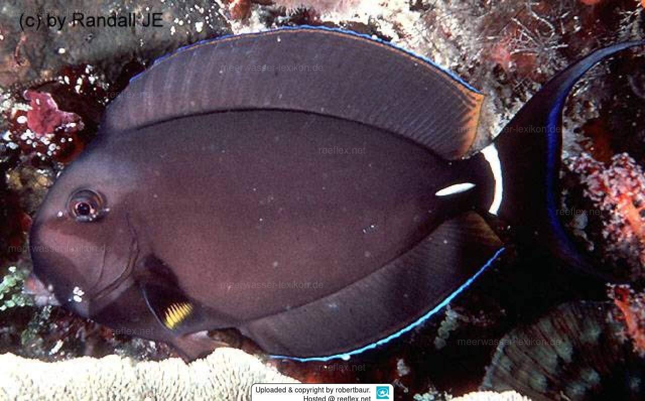 Palelipped Surgeonfish
