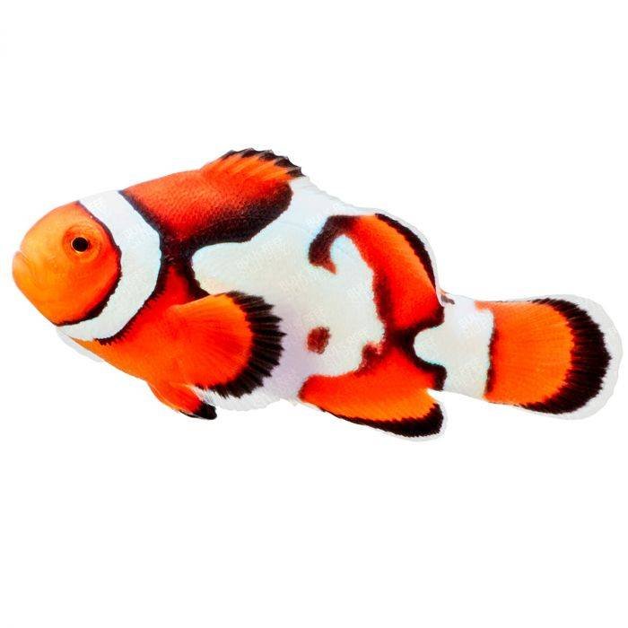 Nebula Clownfish