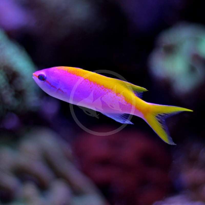 Magnificent Anthias