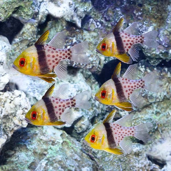 Pajama Cardinalfish
