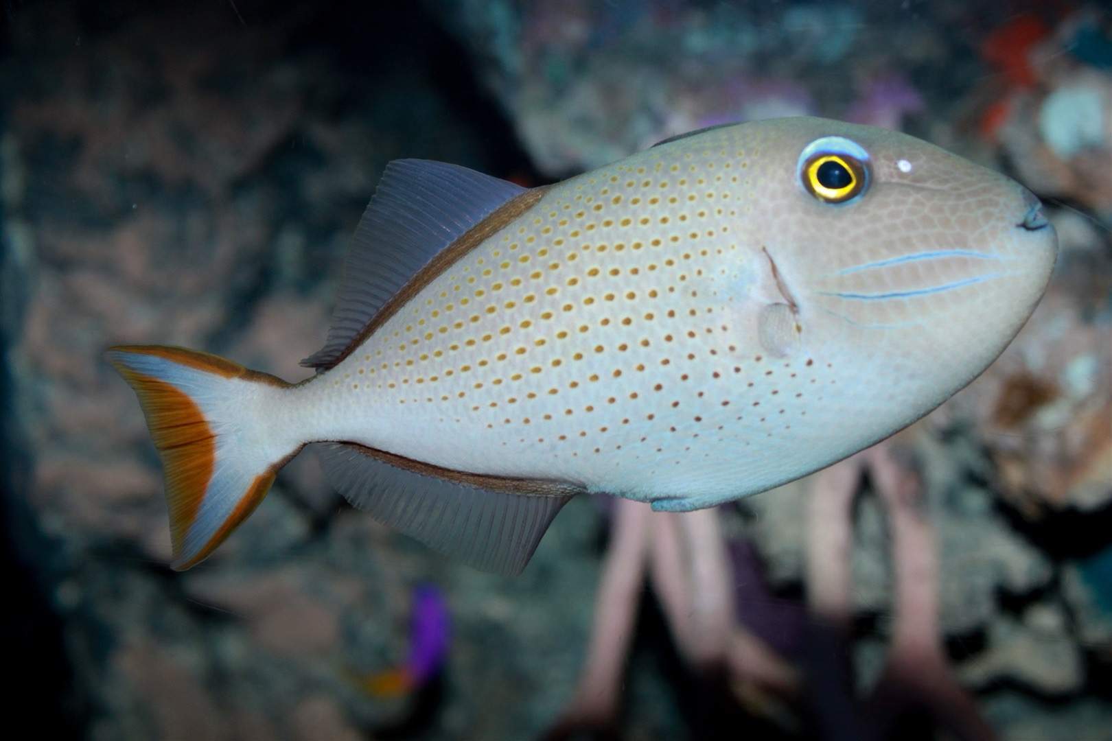 Sargassum Triggerfish